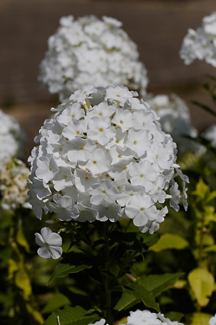 Jardin des Impressionnistes-093